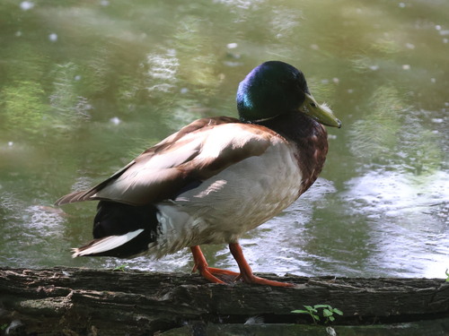 Mallard