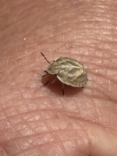 iNaturalist observation photo of Jewel Bugs