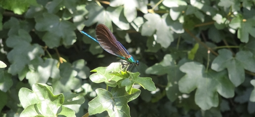 Beautiful Demoiselle