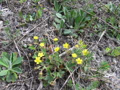 Potentilla heptaphylla