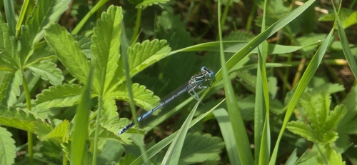Blue Featherleg