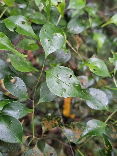 Symplocos shilanensis observed 2026-05-31