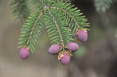 Picea brachytyla complanata
