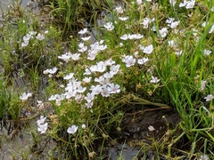 Limnanthes