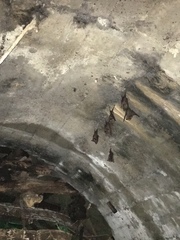 Hipposideros armiger terasensis