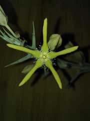 Orbea rogersii
