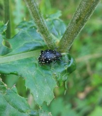 Otiorhynchus gemmatus