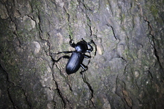 Pycnocerus