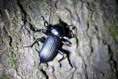 Pycnocerus