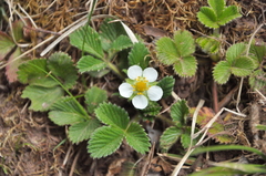 Fragaria nilgerrensis
