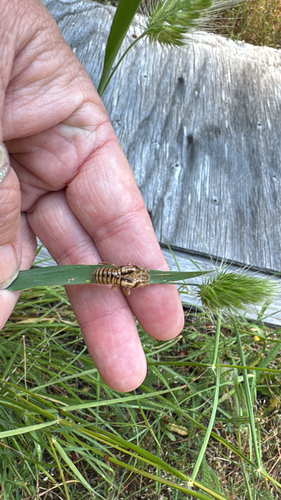 iNaturalist observation photo of Wing-tapping Cicadas