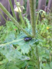 Otiorhynchus gemmatus