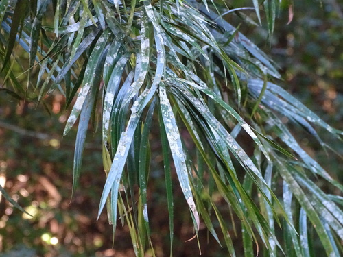 Podocarpus henkelii