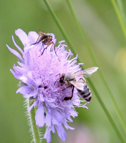 Western Honey Bee