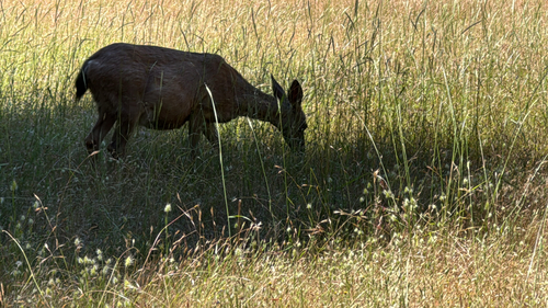 iNaturalist observation photo of Mule Deer