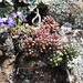 Sedum lanceolatum nesioticum - Photo (c) Andrew Simon,  זכויות יוצרים חלקיות (CC BY-NC), uploaded by Andrew Simon
