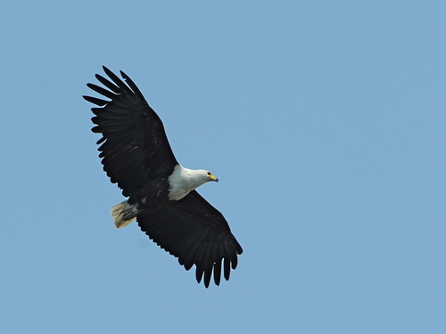 iNaturalist image
