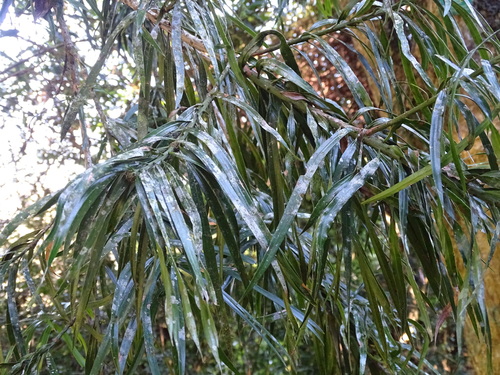 Podocarpus henkelii