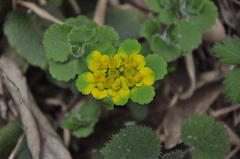 Chrysosplenium davidianum
