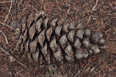 Pinus armandi