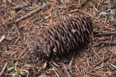 Picea brachytyla complanata