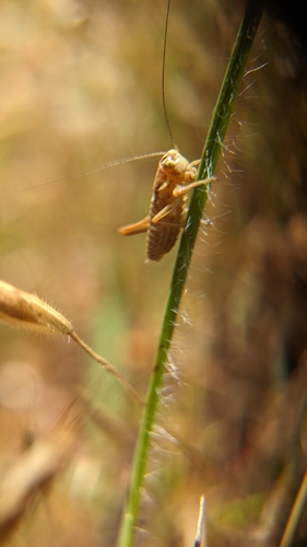 iNaturalist observation photo of Platycleidini
