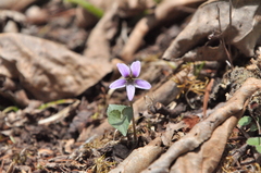 Viola prionantha