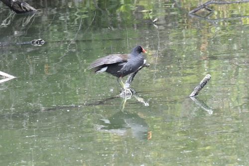 Common Gallinule