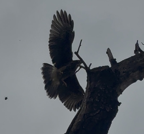 Harris's Hawk