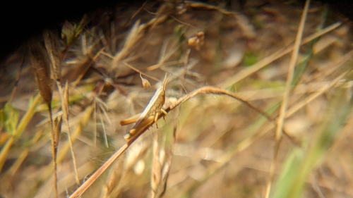 iNaturalist observation photo of Slant-faced Grasshoppers