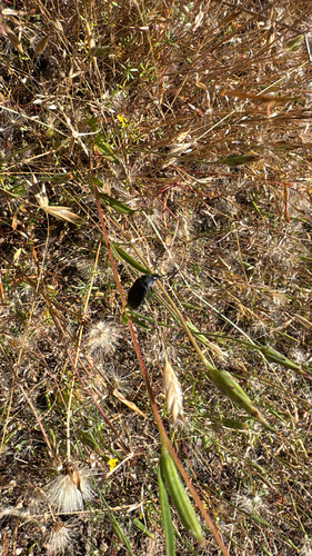 iNaturalist observation photo of Beetles