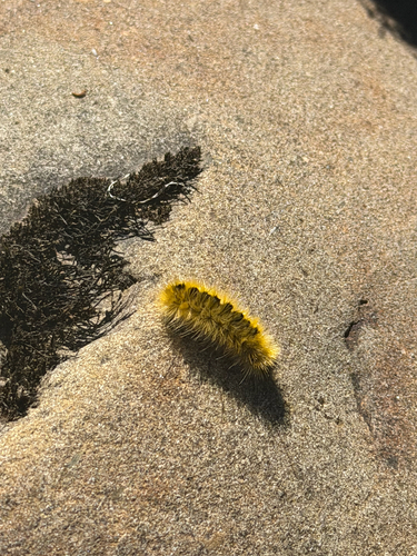 iNaturalist observation photo of Silver-spotted Tiger Moth