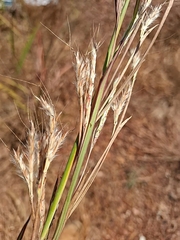 Andropogon gayanus, photograph (c) Karl Tattersall, some rights reserved (CC BY-SA)