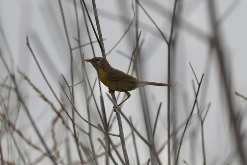 Common Yellowthroat
