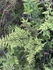 Cheilanthes viridis viridis