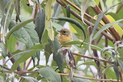 Common Yellowthroat
