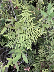 Cheilanthes viridis viridis