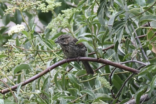 Song Sparrow