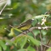 Pale-tipped Tyrannulet - Photo (c) Cullen Hanks, some rights reserved (CC BY-NC), uploaded by Cullen Hanks