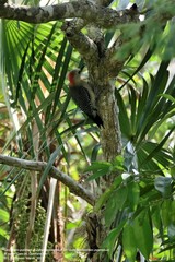 Melanerpes pygmaeus