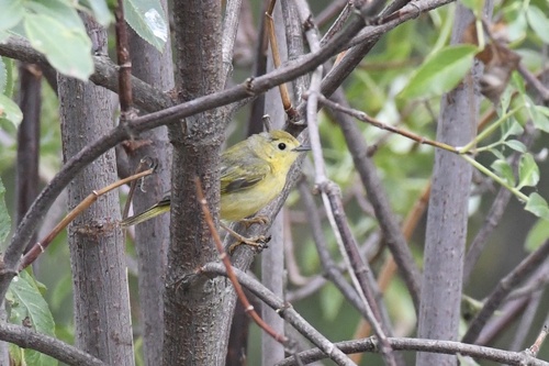 Northern Yellow Warbler