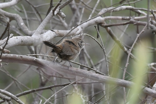 Northern House Wren