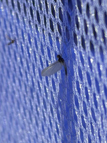 iNaturalist observation photo of Mayflies