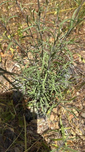 iNaturalist observation photo of Dicots