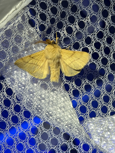 iNaturalist observation photo of Tent Caterpillar Moths
