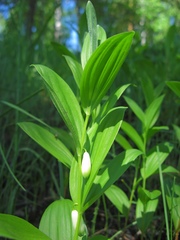 Polygonatum humile