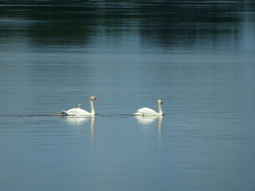 iNaturalist image
