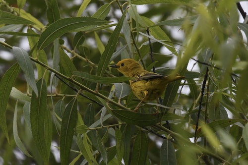 Northern Yellow Warbler