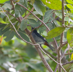 Conirostrum speciosum