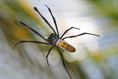 Trichonephila inaurata